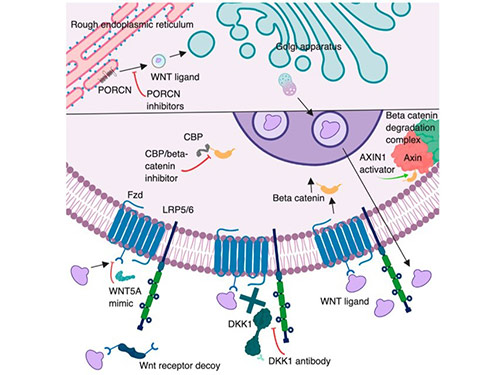 Overview of the canonical Wnt signaling pathway illustrating therapeutic intervention points targeted by Wnt modulators; Goldsberry et al., 2019.