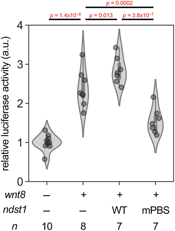 Dissection of N-deacetylase and N-sulfotransferase activities of NDST1 and their effects on Wnt8 distribution and signaling in Xenopus embryos.