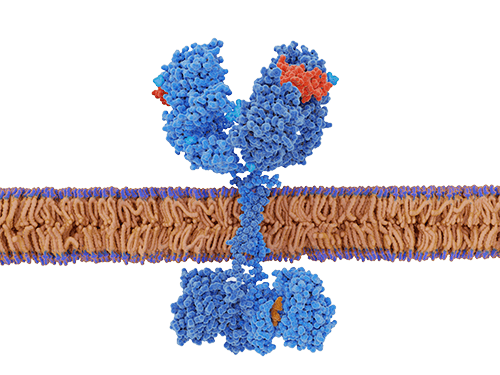The epidermal growth factor activates the EGF receptor by binding to it. The activated receptor promotes migration, adhesion and proliferation of cells.