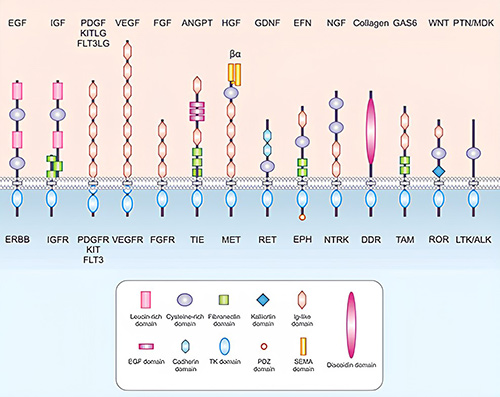 Growth factors bind to receptor tyrosine kinases.