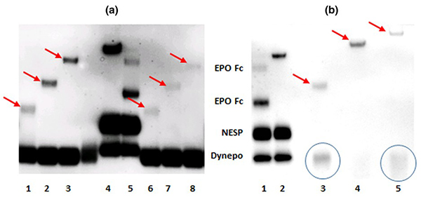 Immunoblot images of SAR-PAGE with sodium N-lauroylsarcosinate and rEPO-PEG conjugates.