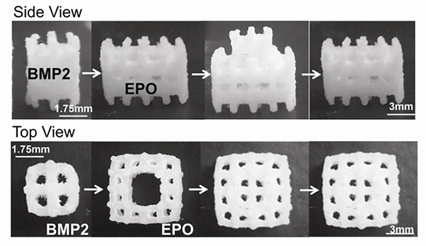 Modular scaffold assembly showing BMP2 adsorbed on the inner scaffold and EPO on the outer scaffold, followed by assembly of both modules.