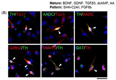 Immunofluorescence images showing the expression of dopaminergic markers.