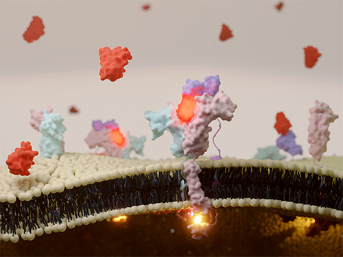 3D illustration of interleukin-2 (IL2) receptor binding on the surface of T cells.
