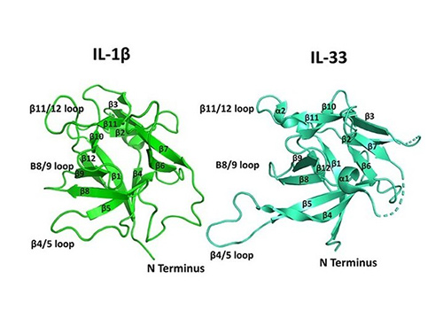 The structure of interleukin-1β and interleukin-33.