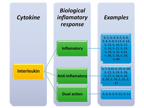 Classification of interleukins based on their biological effects on the inflammatory response.