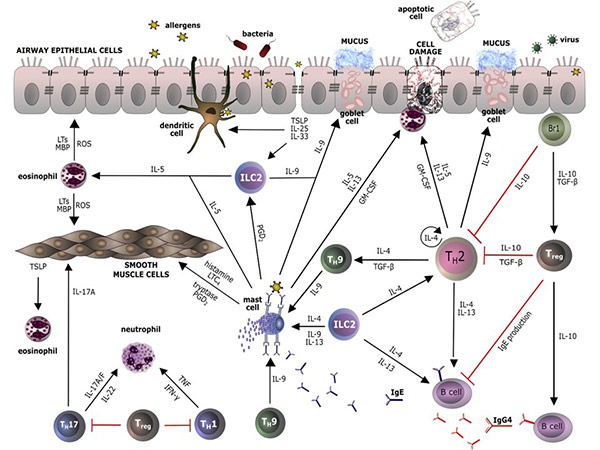 Interleukins regulate immune cell interactions.