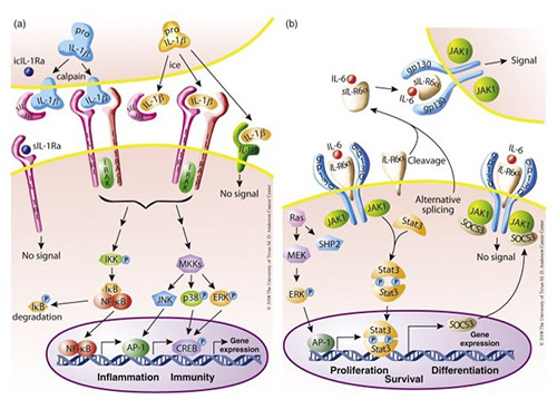 The interleukin signaling pathway of IL-1β and IL-6.