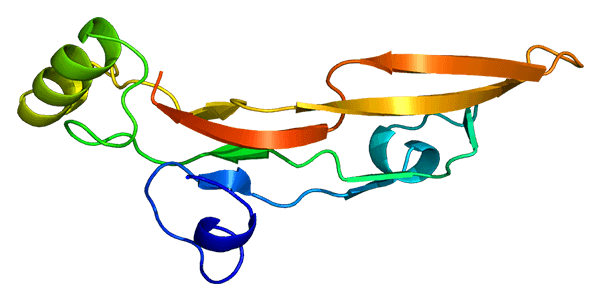 Structure of the TGFB2 protein, PDB code: 1TFG.