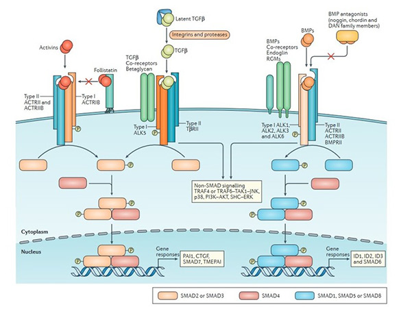 The signaling pathway of the TGF-β superfamily.