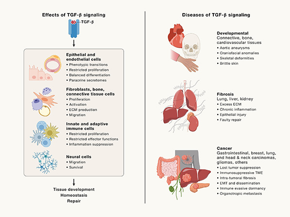Effects of TGF-β signaling and diseases of TGF-β signaling.