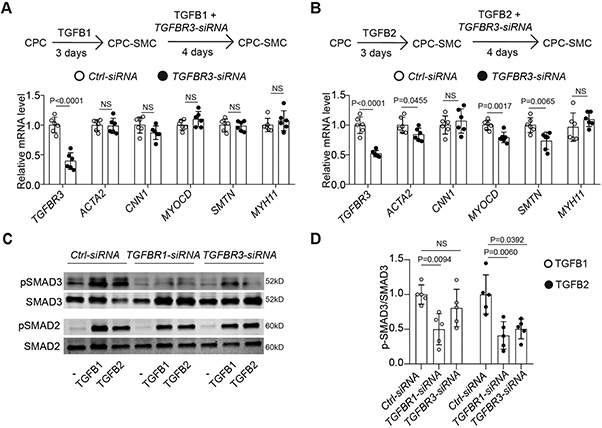 TGFBR3 dependent mechanism of TGFB2 in smooth muscle cell differentiation and implications for TGFB2-related aortic aneurysm.