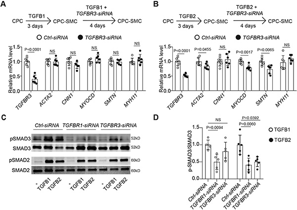 BMP7 reduces the fibrocartilage chondrocyte phenotype.