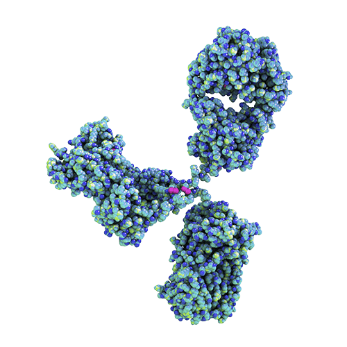 3D representation of an immunoglobulin (antibody) molecule.