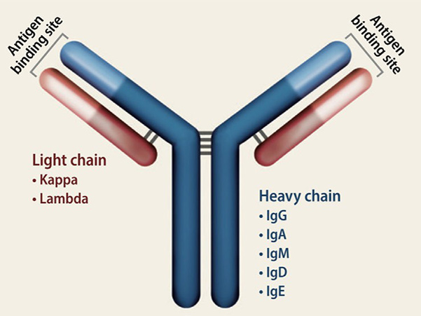 Structure of a normal immunoglobulin (Ig) molecule.