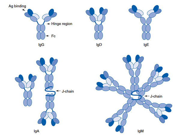 Structure of immunoglobulin isotypes: IgG, IgM, IgA and IgE.