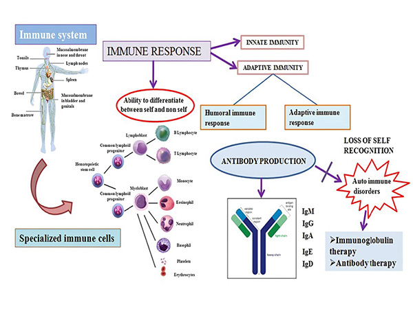 Functions of immunoglobulin superfamily proteins in the immune response.