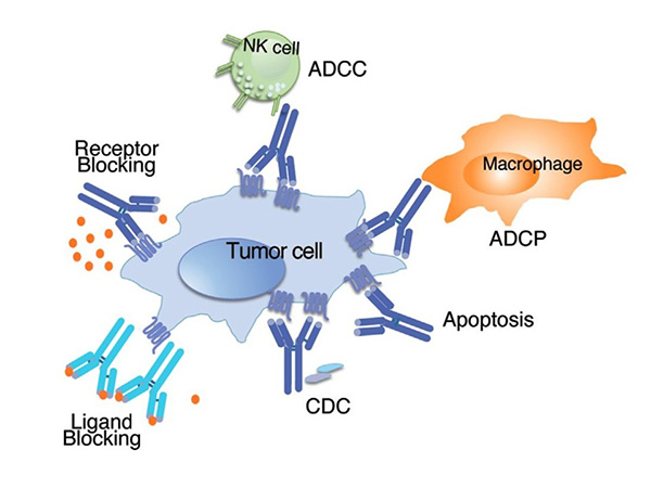 Clinical applications of immunoglobulin superfamily proteins: ADCC, ADCP, CDC, receptor blocking and ligand blocking.