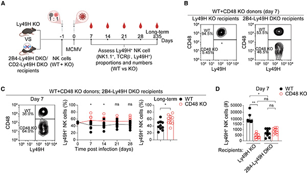 Suppression of adaptive NK cell expansion by macrophage-mediated phagocytosis inhibited by 2B4-CD48.