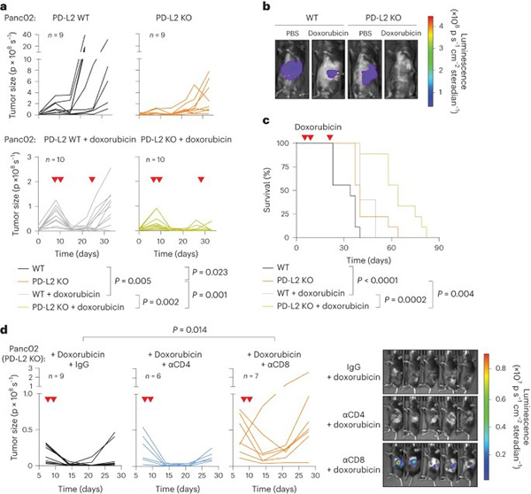 The efficacy of chemotherapy is limited by intratumoral senescent cells expressing PD-L2.