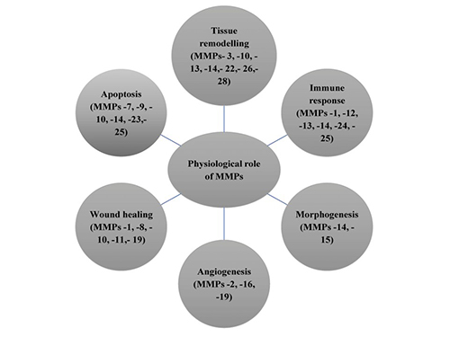 Matrix metalloproteinases (MMPs) degrade the extracellular matrix (ECM).