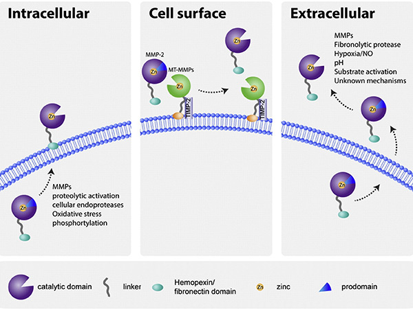 Matrix metalloproteinases (MMPs) play a role in reproductive processes.