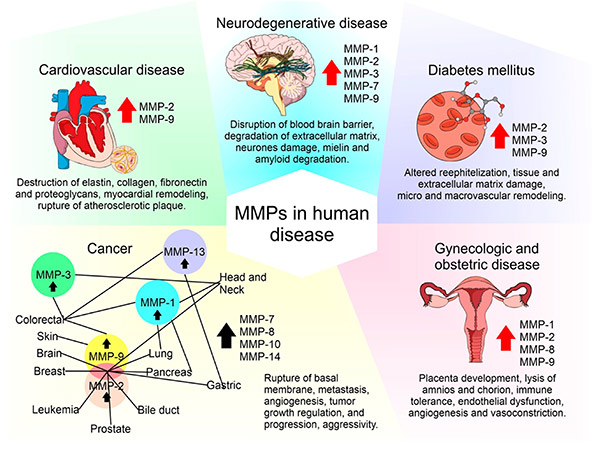 Physiological roles of MMP-2 and MMP-9 in angiogenesis.