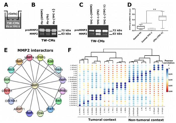 BExtracellular vesicles from thyroid cancer harbor a functional machinery involved in extracellular matrix remodeling.