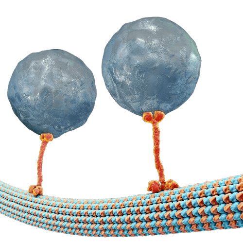 3D rendering of kinesins loaded cargo is transported along microtubules.