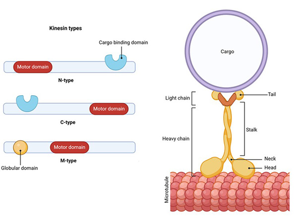 Kinesin types and structure of kinesin.