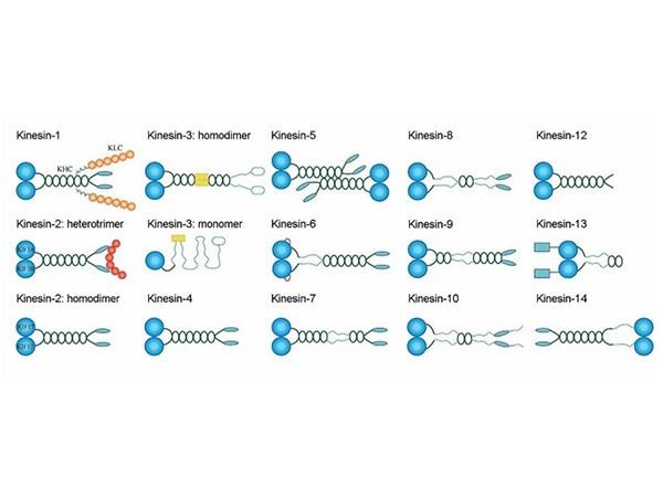 The classification and structural arrangement of kinesins (KIF), kinesin-1 to kinesin-14.