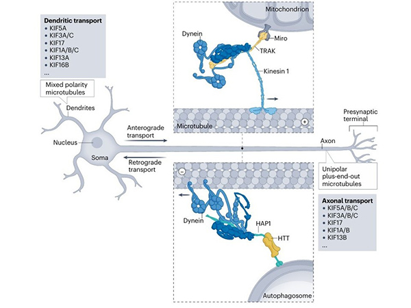 The biological role of kinesins in neurons.