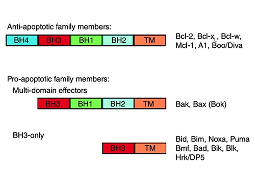 The BCL2 family (anti-apoptotic family, pro-apoptotic family, and BH3-only family) members.