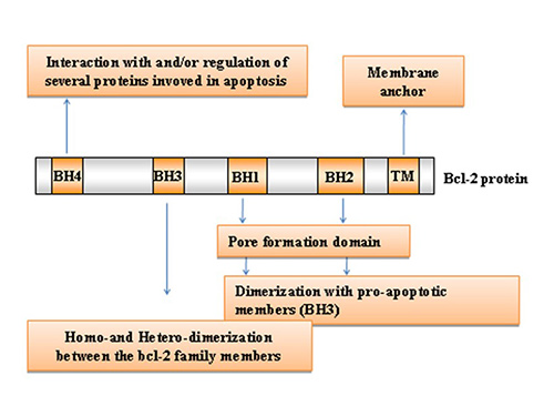 BCL2 family members domain composition and function.