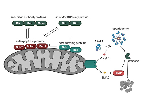 BCL2 family of proteins and their role in the intrinsic apoptotic pathway.
