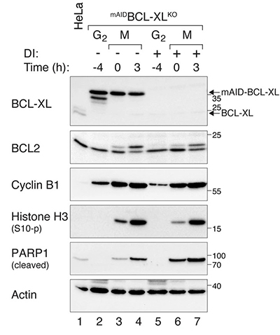 BCL-XL regulates the timing of mitotic apoptosis independently of BCL2 and MCL1 compensation.