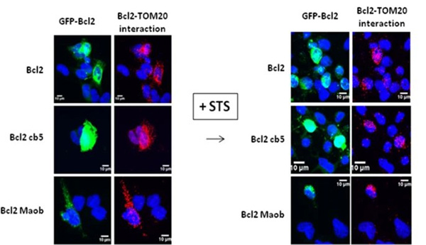 TOM20-mediated transfer of BCL2 from ER to MAM and mitochondria upon induction of apoptosis.