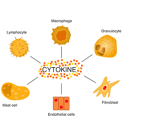 Chemokines and related cell types: macrophage, lymphocyte, granulocyte, mast cell, endothelial cells, and fibroblast.