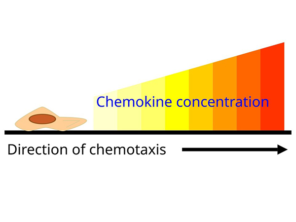 Chemokines released by infected or damaged cells form a concentration gradient.