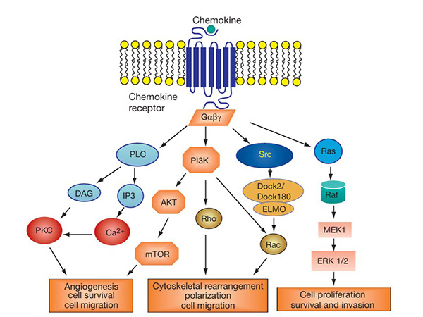 Chemokines signaling pathway: chemokines bind to GPCRs.