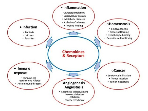 Chemokines and diseases: inflammation, infection, cancer, and more.