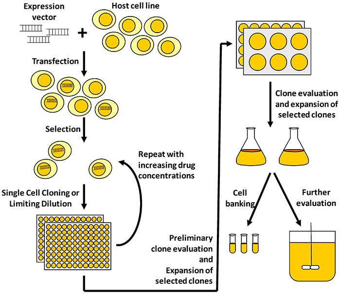Workflow of cell line development.