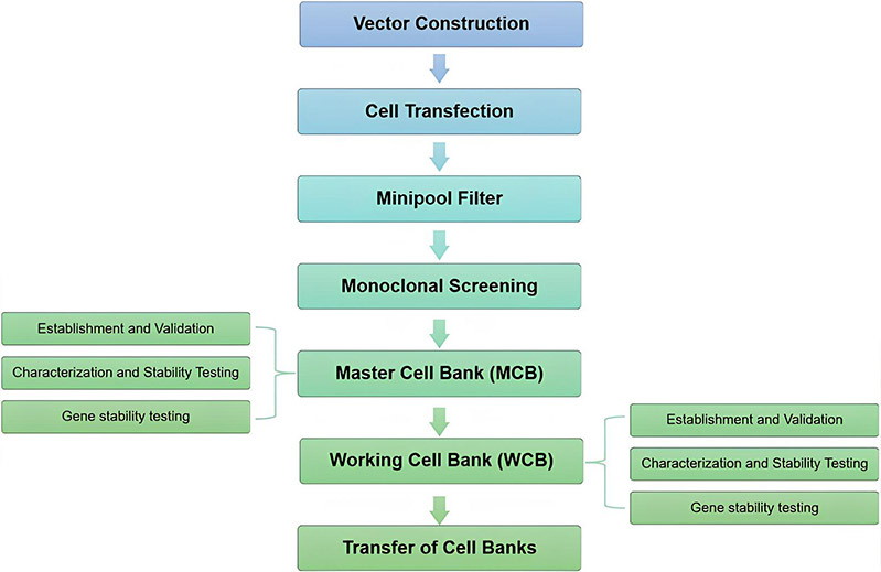 GMP stable cell line development service procedure.
