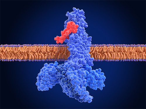 Different types of transporters: SLC series and other transport proteins, such as water channels, ion channels, pumps, and ABC transporters.