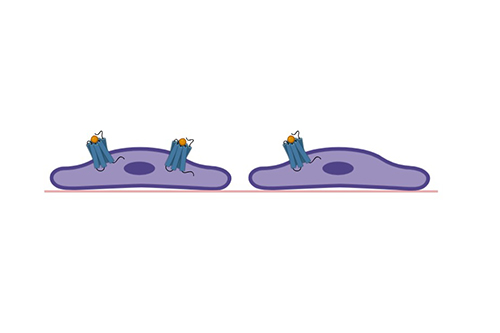 Label-Free Assay