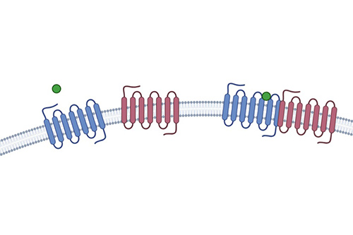 Receptor Dimerization Assay