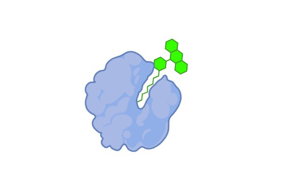 Yeast System