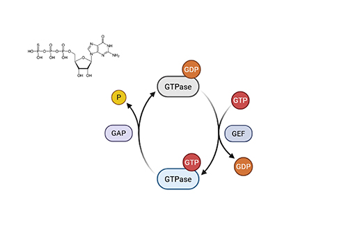 Bacterial System