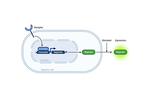 Bacterial System