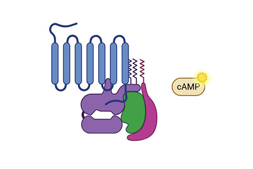 Bacterial System